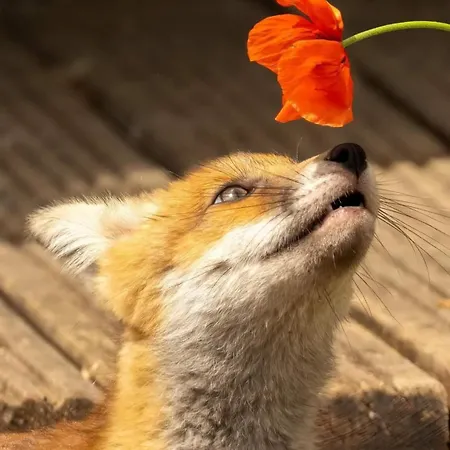 Fuchs Alm Daire Itter