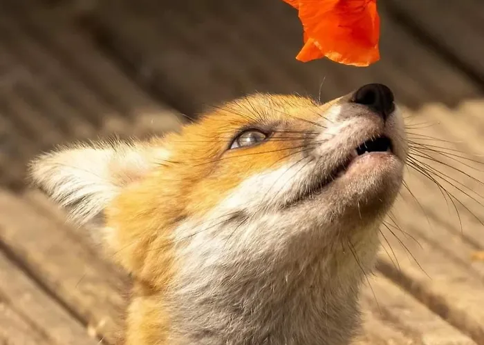 Fuchs Alm 아파트 이터